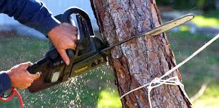 Lawn Pest Prevention in Medford Lakes, NJ
