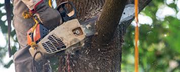 Medford Lakes, NJ Tree Care Company