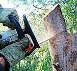 Best Firewood Processing and Delivery  in Medford Lakes, NJ