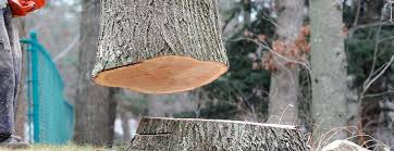 How Our Tree Care Process Works  in  Medford Lakes, NJ