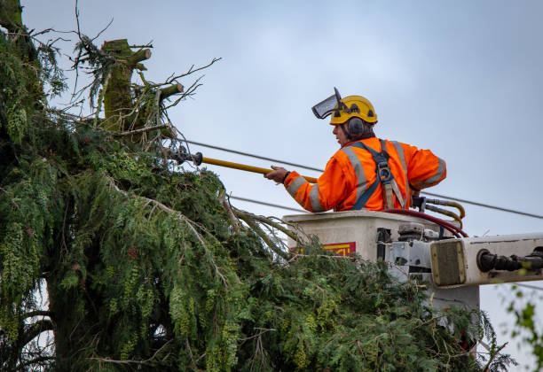 Tree and Shrub Care in Medford Lakes, NJ