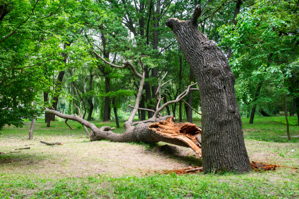 Lawn Maintenance Plans in Medford Lakes, NJ
