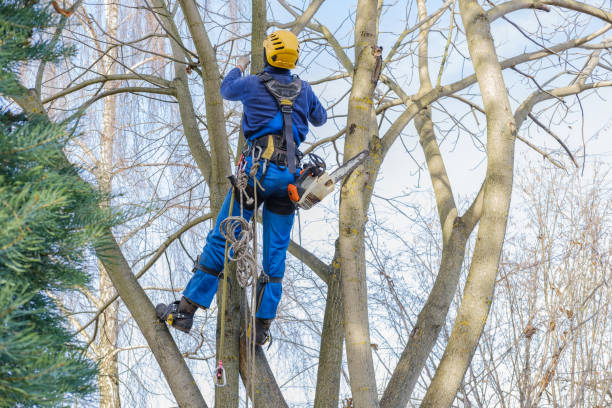 Best Seasonal Cleanup (Spring/Fall)  in Medford Lakes, NJ