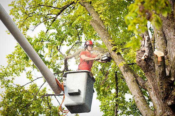 Best Tree Cabling and Bracing  in Medford Lakes, NJ