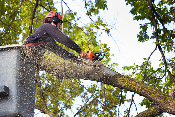Best Leaf Removal  in Medford Lakes, NJ