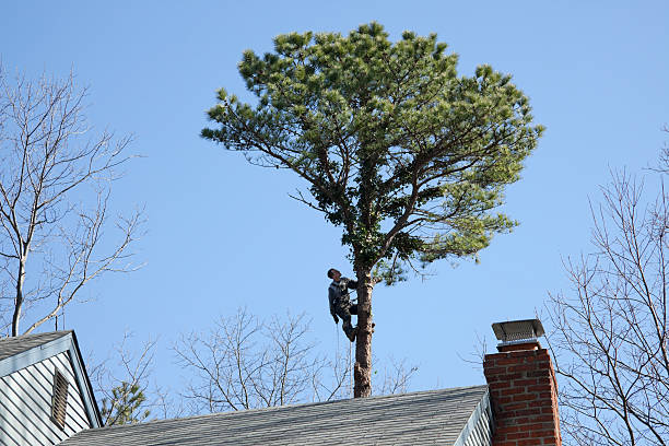 Best Tree Preservation Services  in Medford Lakes, NJ
